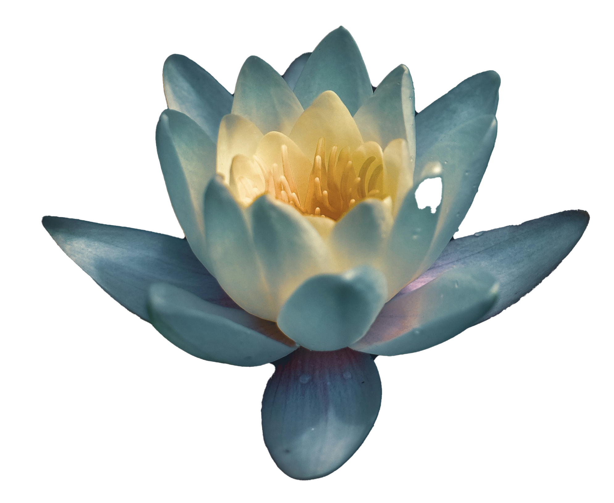 Lotus icon